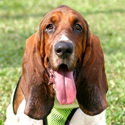 Basset Hounds