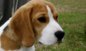 Beagles