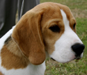 Beagles