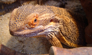 Bearded Dragons