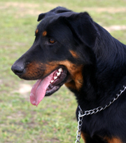 Beaucerons