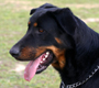 Beaucerons