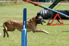Belgian Malinois