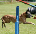 Belgian Malinois