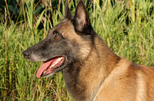 Belgian Sheep Dogs