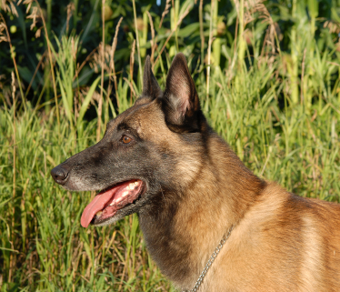 Belgian Sheep Dogs