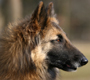 Belgian Tervurens