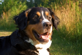 Bernese Mountain Dogs