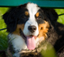 Bernese Mountain Dogs