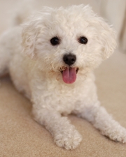 Bichon Frises