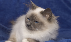 Birmans