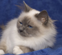 Birmans