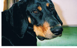 Black and Tan Coonhounds