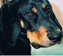 Black and Tan Coonhounds