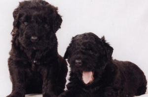 Black Russian Terriers