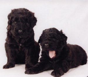 Black Russian Terriers