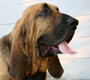 Bloodhounds