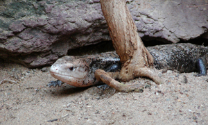 Blue Tongued Skinks