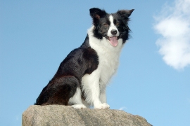 Border Collies