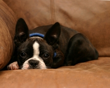 Boston Terriers