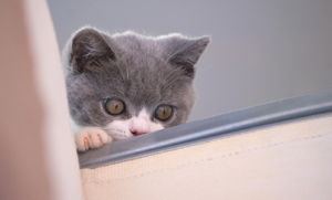 British Shorthairs