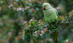 Budgie Parakeets