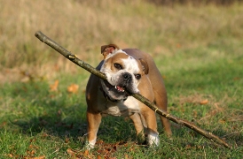 Bulldogs