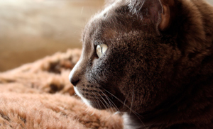 Burmese