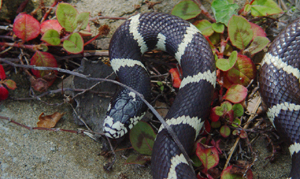 California Kingsnakes