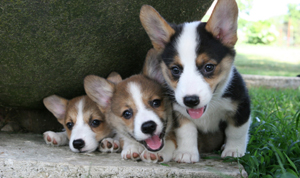 Cardigan Welsh Corgies