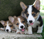 Cardigan Welsh Corgies