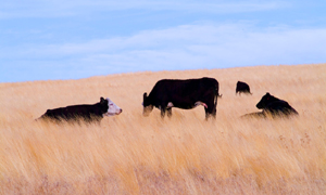 Cattle Care