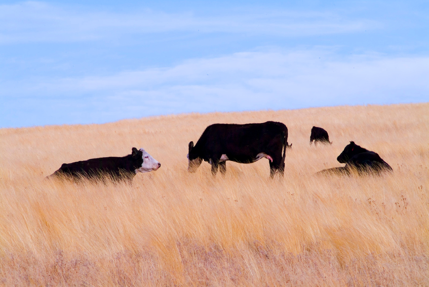 Cattle Care