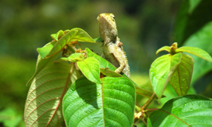Chameleons