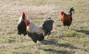 Chicken Care