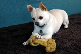 Chihuahuas