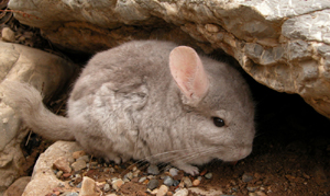 Chinchillas