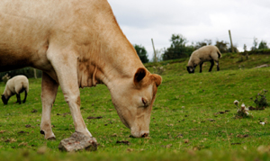 Choosing Livestock