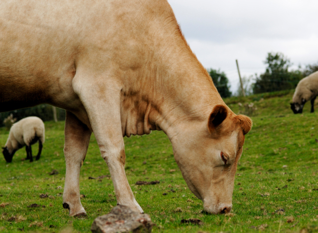 Choosing Livestock