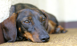 Dachshunds