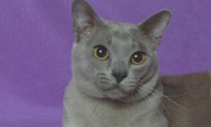 European Burmese