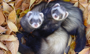 Ferrets