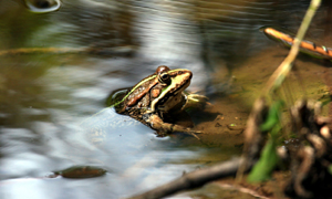 Frogs and Toads