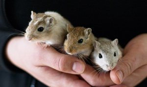 Gerbils