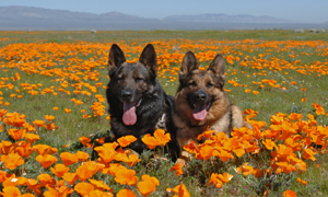 German Shepherds