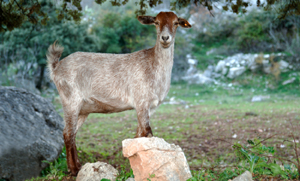 Goat Care