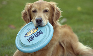Golden Retrievers