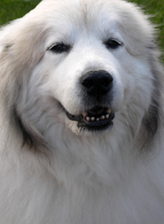 Great Pyrenees