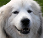 Great Pyrenees