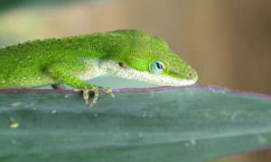 Green Anoles